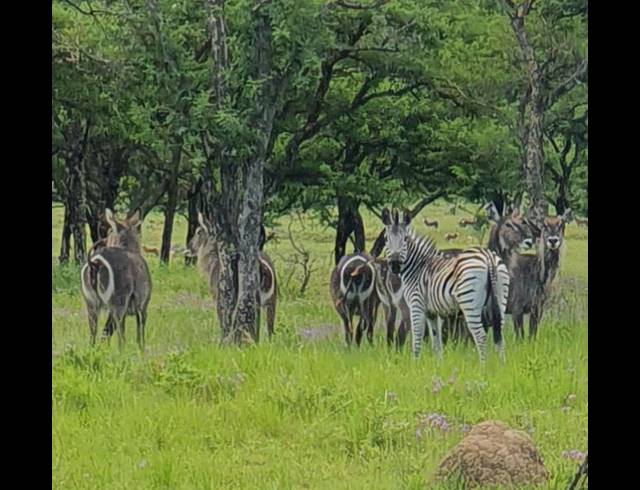 20,000,000M² FARM FOR SALE IN ESTCOURT RURAL